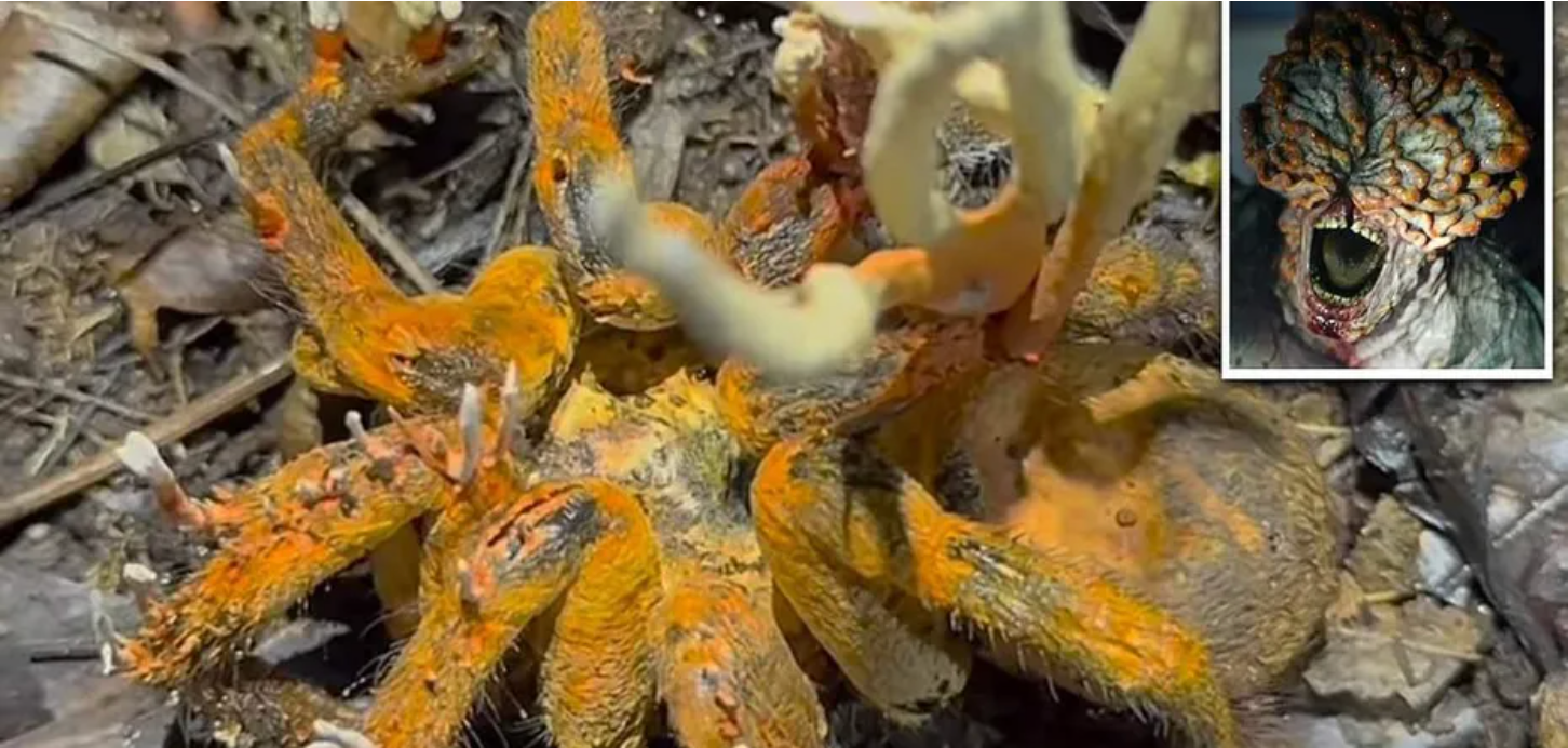 Zombie Fungus Infects Tarantula: Viral Video Leaves Viewers Terrified